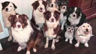 Dog licence - 96fm wind up [SUBTITLES]