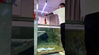 They fed a  to Arapaima #arapaima #shorts #ytshorts #viralshorts #shortfeed #monsterfish