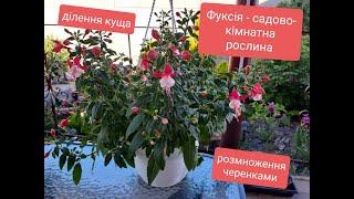 Фуксія. Ця квітка прикрасить не тільки Ваш сад, але й створить затишок в оселі.