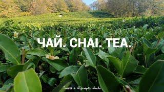 Three TEA PLANTATIONS of the RUSSIAN SOUTH in 17 minutes. Sochi.