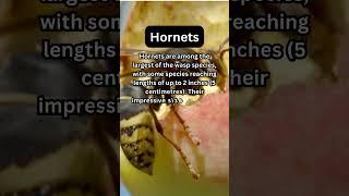 FACTS to KNOW about HORNETS: Nature Unleashed!!! #shorts #facts