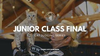 Cat judging: Junior Class Final from Seattle Cat Extravaganza 2023