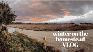 Winter On The Homestead | Farm & Family Vlog