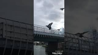 Ньюбери.Канал Кеннет-Эйвон. Лебеди на канале.England.Newbury.Swans on the canal.