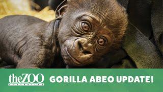 Bonding with Abeo - Abeo the Gorilla Update!