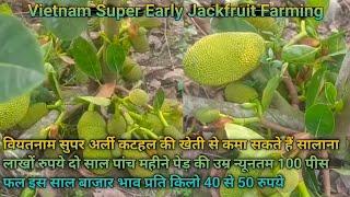 Vietnam Super Early Jackfruit Farming || All Time Jackfruit,