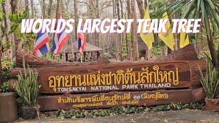 ต้นสักใหญ่ที่สุดในโลกอยู่ที่ไหน? Worlds Largest Teak Tree #TonSakYai #utturaditProvince #thailand