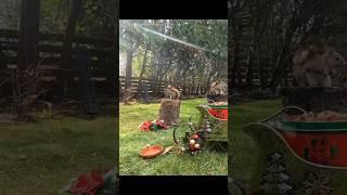 viral squirrel caught me if you can #funny #laugh #life #caughtoncamera #hiddencosts #fastandfurious