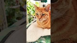 This 15 -years old orange cat  always look pretty serious ！ He knows he is beloved 