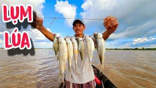 Bài Mồi Song Dế Dính Bầy Me Dinh Quá Ngon | #66TV #fishing