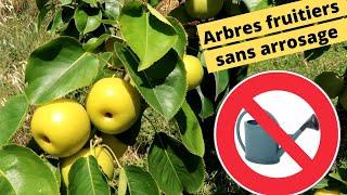 Des arbres fruitiers sans arrosage