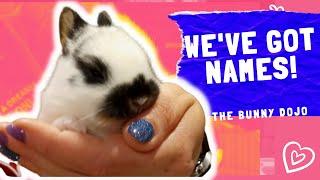 FIVE WEEK OLD BABY BUNNIES!
