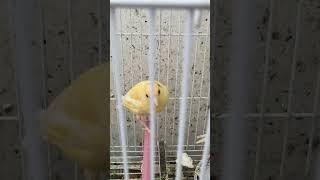 تربية الكناري،طيور الكناري،تغريد الكناري،canari chant,canàrio canto,canary singing,song birds,canar