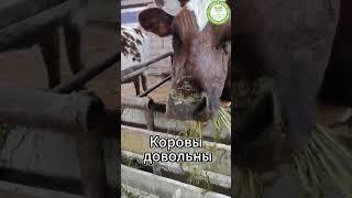 Коровушки попробовали сенаж впервые и остались довольны