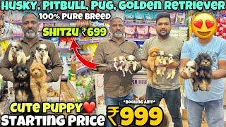 Cheapest Dogs Market In Delhi NCR | German Shepherd, Husky, Pitbull | Dog in 999* | Pet Lover Hub