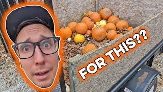 TRADING ALPACAS FOR A TRAILER OF PUMPKINS!