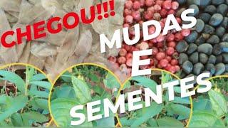 DOAÇÃO DE MUDAS E SEMENTES: FAÇA PARTE DESSA INICIATIVA VERDE, CHAME NO WHATSAPP (14) 99757-9439!