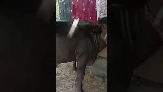 buffalo qurbani 2025 #hajj2025