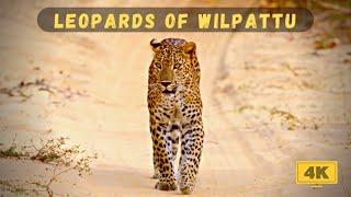 Leopards of Wilpattu