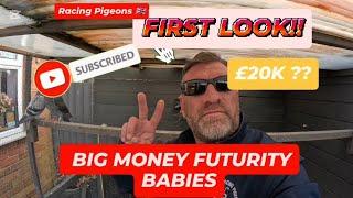 THE BIG MONEY NORWICH FED YB RACE #racingpigeon #racingpigeonloft #racingpigeonsuk #pigeonracing #UK