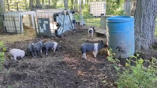 Day 4 of Adjusting To The Homestead - Getting Pigs To Drink From The Water Barrel