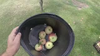 05/10/2024: Watch Chris Do Stuff, Vol. #26: Picking Duchess of Oldenburg Apples from 2022 season.