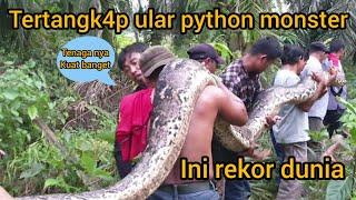 AKSI MENEGANGK4N TERTANGK4P NYA ULAR PYTHON TERBESAR DI INDONESIA