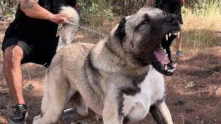 KÖPEKLER’DE PARVO VİRÜS SORUNU | EREN ACIL KANGAL ÇİFTLİĞİ’NE ZİYARET - VLOG @WOGZDOGZTV