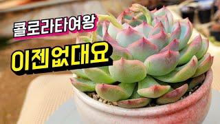 [인천다육]사이즈대비 가성비 짱인 시.콜 뽀야니니 핑크한 들여다 볼수록 예쁜아이~