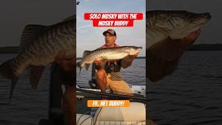 Solo musky fishing with the Musky Buddy fr. @NetBuddyFishing #muskyfishing #thisisreallife