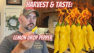 Try This Firey Pepper, Even I Could Handle this One || DHBG