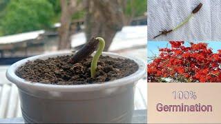 Fire Tree Seed Germination