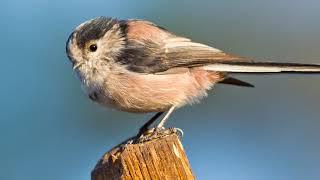 The sound of the Long-tailed tit - Bird Sounds | 10 Hours