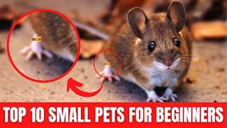 Small Pets For Beginners & Kids - Top 10 Best Beginner Pets!! (Cute Furry Pets!)