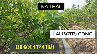 TRỒNG 130 GỐC NA THÁI TRÊN 2.000m2 - THU LÃI 270 TRIỆU | #LàmNông