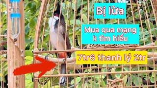 Lời khuyên và câu chuyện mua chim qua mạng khi chưa tìm hiểu kĩ .