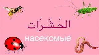 УРОК АРАБСКОГО ЯЗЫКА - насекомые