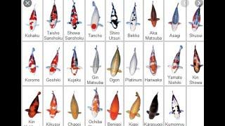 Koi Variety Guide 2021