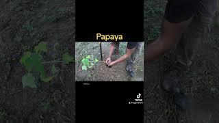 Planting fruit trees on off grid farm guava, orange, and Leche ￼#offgrid