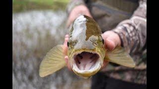 Fishing A Pressured Waterway For BIG Trout.