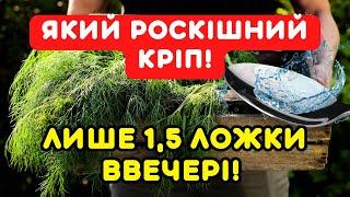 Такої шикарної зелені кропу у мене ще не було! Усього 1,5 ложки і я не впізнала свій кріп за тиждень