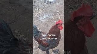 21 декабря 2024 г.