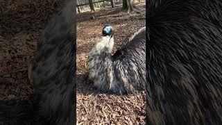 Emu Sleepin #emus#birds#shorts#australianwildlife#