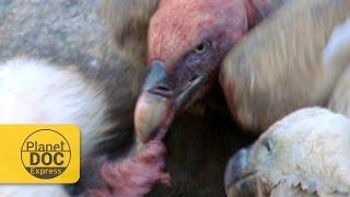 Griffon Vultures. Scavengers | Planet Doc Express