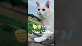 Romeo Shorts  Cute cat  gujjar