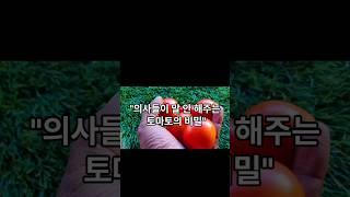 "매일 한알씩 토마토를 먹어야 하는 토마토의 놀라운 효능"!!