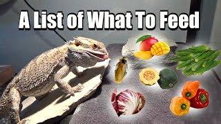 What To Feed Your Bearded Dragon