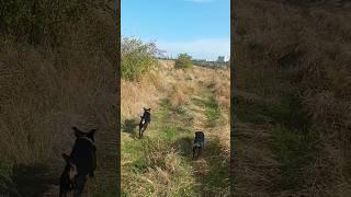 РубикГрозаптички ягдтерьер german jagdterrier hunting dog