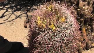 Barrel Cactus Uses