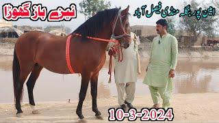 Amipur Bangla Mandi Faisalabad | Ghora Mandi | Horse For Sale In Pakistan | Horse In Punjab